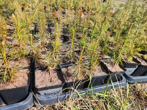 4th quarter of the project "Technology for Providing Additional Nutrients to Effectively Improve the Juvenile Growth of Selected Conifer Trees"