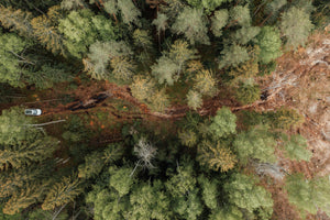 Mēneši 13 - 15 projektā "Vidi saudzējoša skuju koku stādu aizsardzības līdzekļa pret dendrofāgo kukaiņu radītajiem bojājumiem mērogošana."