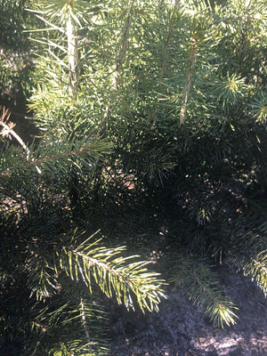 Mēneši 10 - 12 projektā "Vidi saudzējoša skuju koku stādu aizsardzības līdzekļa pret dendrofāgo kukaiņu radītajiem bojājumiem mērogošana."