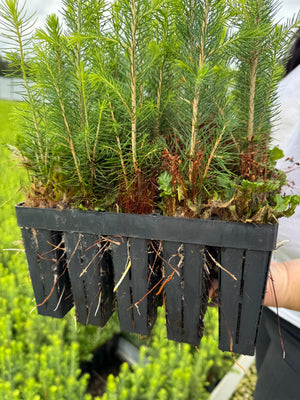 Finalisation of the Project "Scaling up an environmentally friendly conifer seedling protection agent against damage caused by dendrophagous insects."