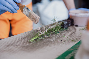 Mēneši 1 - 6 projektā "Vidi saudzējoša skuju koku stādu aizsardzības līdzekļa pret dendrofāgo kukaiņu radītajiem bojājumiem mērogošana."