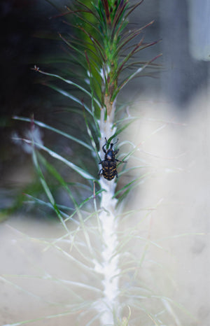 Mēneši 7 - 9 projektā "Vidi saudzējoša skuju koku stādu aizsardzības līdzekļa pret dendrofāgo kukaiņu radītajiem bojājumiem mērogošana."