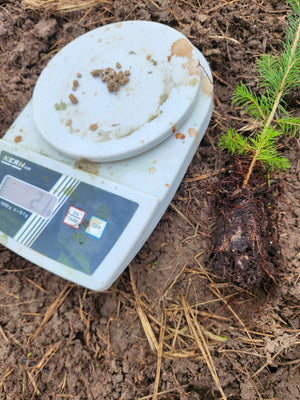 3rd quarter of the project "Technology for Providing Additional Nutrients to Effectively Improve the Juvenile Growth of Selected Conifer Trees"
