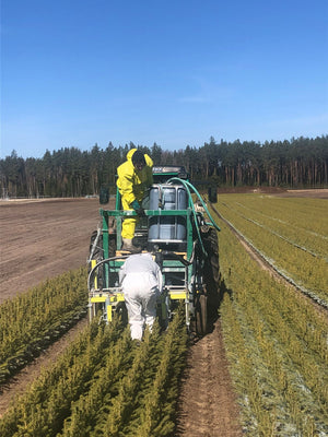Vidi saudzējoša skuju koku stādu aizsardzības līdzekļa pret dendrofāgo kukaiņu radītajiem bojājumiem mērogošana