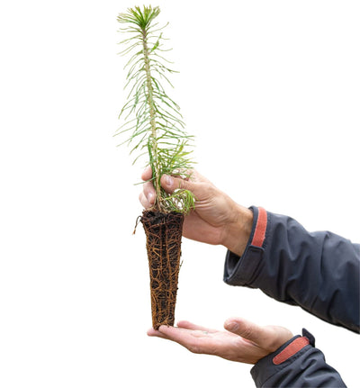 Jaunaudžu aizsardzība un kopšana ar JIFTECO risinājumiem